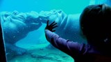 La technologie de pointe derrière le bassin des hippopotames au Zoo de Granby