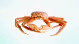 Les vertus médicinales des résidus de crabe des neiges de la Gaspésie