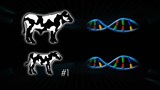 Starbuck détrôné par la génomique bovine