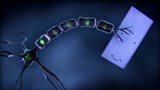 Réparer une partie du système nerveux grâce à la neuro-ingénierie