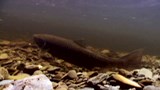 Des chercheurs du Saguenay au secours de nos saumons des rivières.