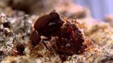 La clé de l'harmonie sociale des fourmis découverte dans le code génétique de la reine.