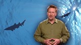 Les propriétés étonnantes de la peau des requins