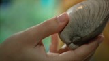 Dans les labos d'ici et d'ailleurs : le vieillissement, des mollusques ... aux humains !