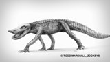 Crocosaures : les crocodiles au temps des dinosaures,