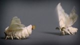 Dans les labos d'ici et d'ailleurs : <br>
L'attirance sexuelle sous le microscope.