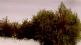 Reportage 2:<br>
Un réseau de forêts miniatures reproduit en laboratoire.