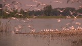 Reportage 1 :<br>
Les habitudes alimentaires du goéland des villes.