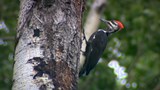 Reportage 1:<br>
Des caméras pour découvrir ce que cache le bois mort des forêts de l'Abitibi.