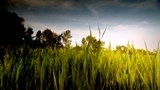 Reportage 2: <br>
Pourquoi sommes-nous envahis par le roseau exotique?