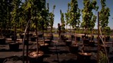 Reportage 1:<br>
L'homme qui plantait des arbres... en ville !