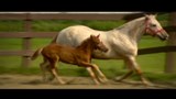 Reportage 2:<br>
Des cellules souches pour les blessures de chevaux.