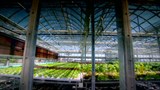 Reportage 2:<br>
De savoureux légumes cultivés sur le toit d'un gratte-ciel.