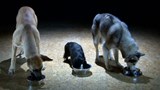Reportage 2:<br>
Le métabolisme des chiens lié à leur personnalité.