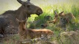 Reportage 1:<br>
La surpopulation d'orignaux menace les forêts en Gaspésie.