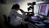 Reportage 1:<br>
Un traitement pour les tendons blessés développé par... des ingénieurs !