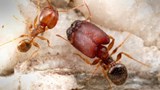 Reportage 2:<br>
Le retour des fourmis géantes