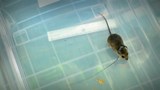 Reportage 1:<br>
Comment les souris transportent la maladie de Lyme.