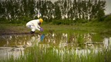 Reportage 1:<br>
Un remède naturel pour les terrains contaminés.