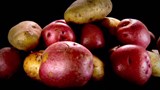 Reportage 2:<br>
Des super-bactéries pour guérir la patate.