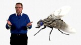 Capsule de Pierre Chastenay : <br>
Des micro-insectes ?