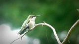 Mieux connaître la migration des colibris grâce à des milliers de citoyens.