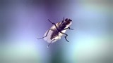 Des mouches stériles pour remplacer les insecticides.