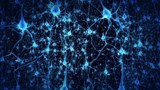 La migration des neurones.