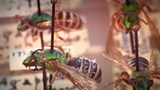 Les herbiers et collections entomologiques passent au numérique.