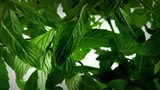 Des arômes alimentaires écologiques fabriqués en laboratoire.