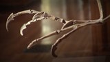 Comment les ailes des oiseaux sont-elles apparues ?