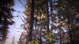 Arbres en chaleur : <br>
Le climat de 2060 recréé dans une forêt du Saguenay.