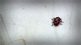 Coup de chaleur chez les insectes.