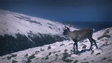 Les derniers des caribous.