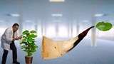 Capsule de Pierre Chastenay :<br>
Les plantes ont des oreilles.