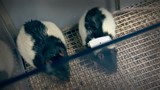 L'érotisme... des rats !