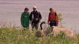 Les bernaches des îles de Varennes sous surveillance