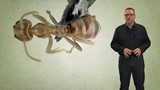 Capsule de Pierre Chastenay: <br>
Invasion à six pattes