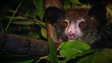 Dans les labos d'ici et d'ailleurs :<br>
Trois animaux vraiment étranges.