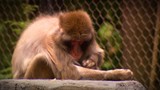 Les macaques du zoo de Granby sous haute observation.