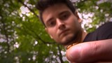 Le monde merveilleux des fourmis, vu par un passionné