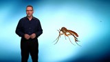 Capsule de Pierre Chastenay :<br>
Insectes génétiquement modifiés contre la maladie de dengue