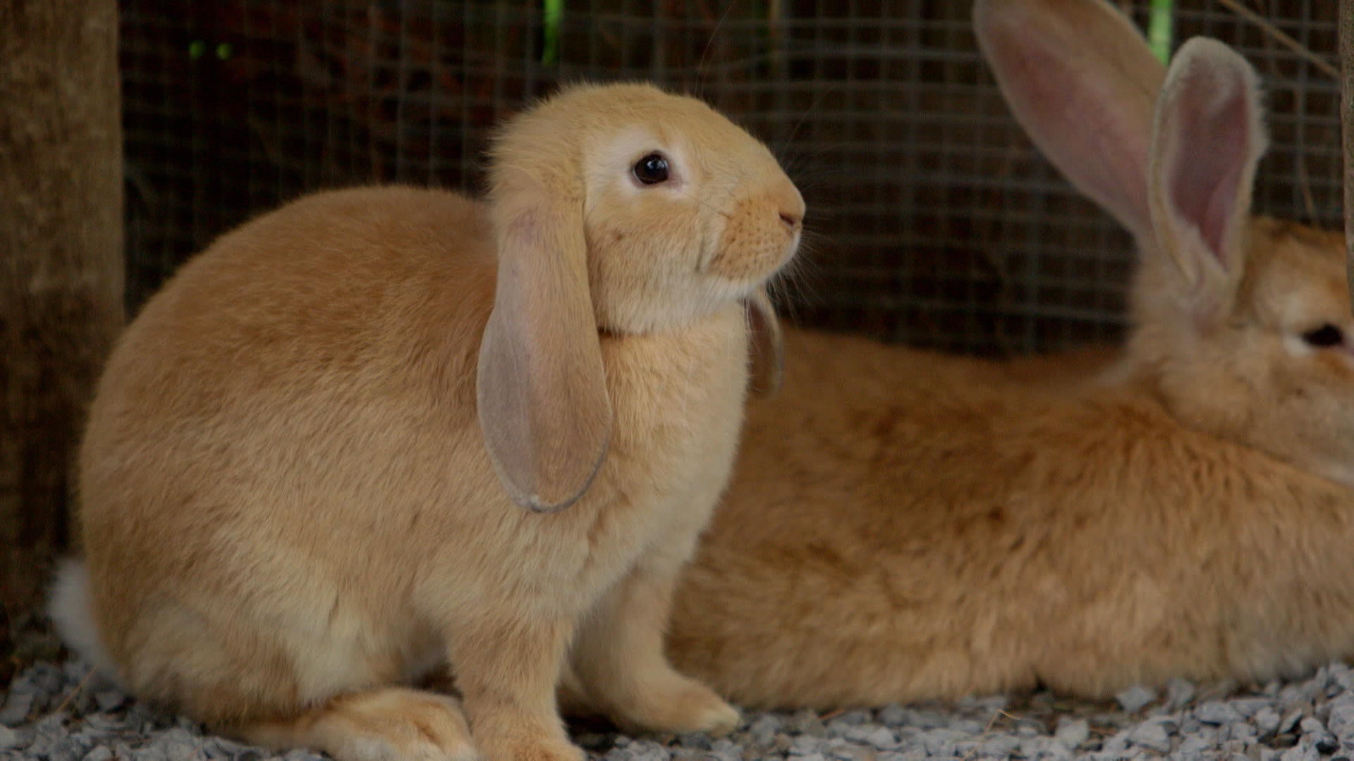 Dents de lapin Dents de lapin