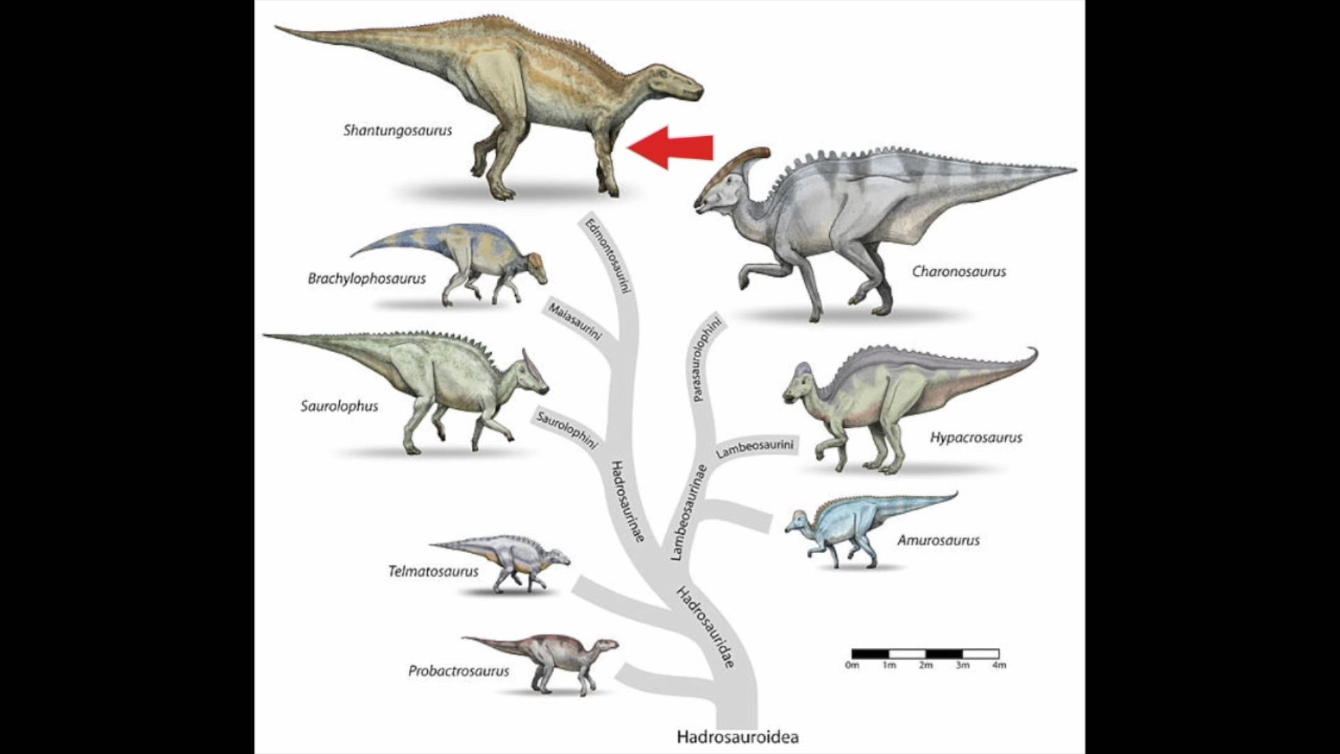 Frise Chronologique Des Dinosaures à Aujourd'hui Évolution des dinosaures