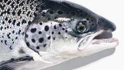 Qu'est-ce qu'un saumon transgénique?