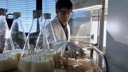 Un lait synthétique à base de levures génétiquement modifiées