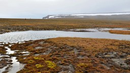Le dégel du pergélisol libère des anciens virus et bactéries