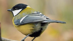 La vie d'une espèce d'oiseaux commune serait plus courte en ville qu'à la campagne.