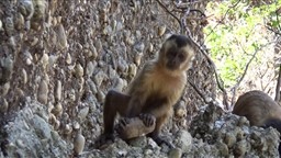 Des singes capucins créent des éclats de pierre semblables à ceux des premiers humains.