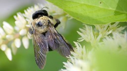 Comment le déclin des abeilles menace-t-il notre alimentation ?